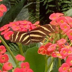 Meet your Posher, Cristilia